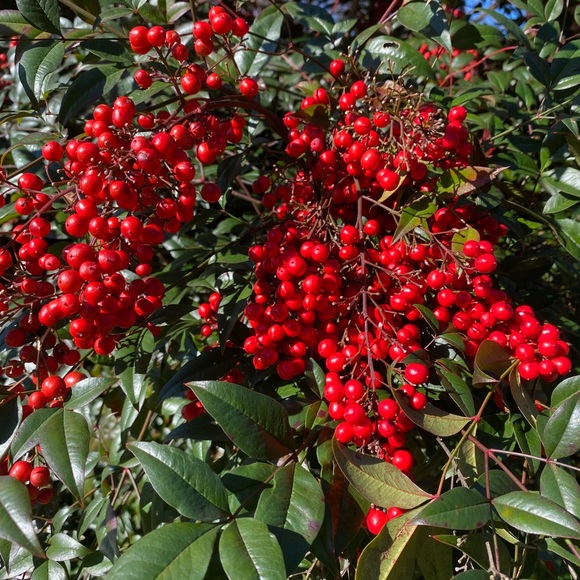 Meet your Posher, Malika - Picture 1 of 1